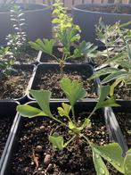 Ginkgo Biloba, Ophalen, Herfst, In pot