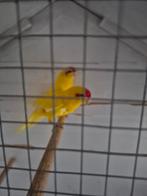 Kakariki man en pop