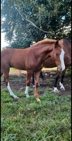 Poulain pleins papiers aes, Animaux & Accessoires