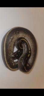 Ball python#python regius#stranger#mojave, Dieren en Toebehoren, Reptielen en Amfibieën