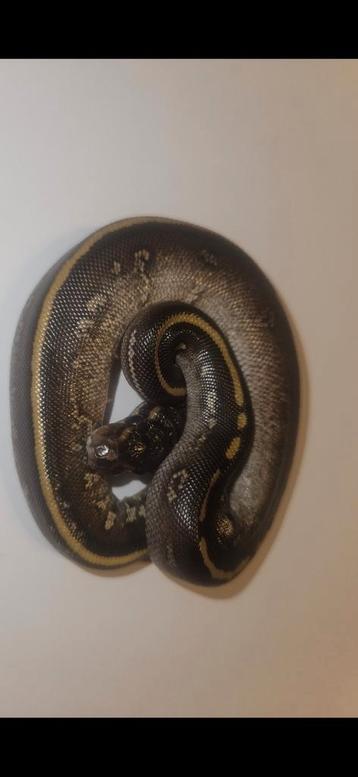 Ball python#python regius#stranger#mojave beschikbaar voor biedingen