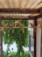 rosella opaline, Dieren en Toebehoren, Meerdere dieren, Parkiet