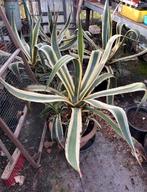 Aloe Vera, Tuin en Terras, Planten | Tuinplanten, Ophalen, Vaste plant, Overige soorten