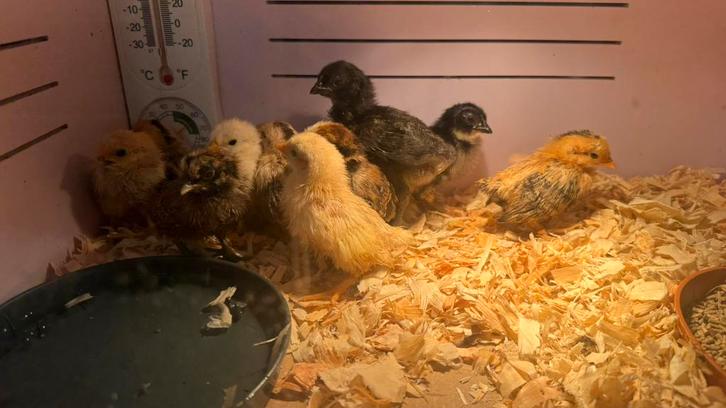 Serama kuikens, Dieren en Toebehoren, Pluimvee, Kip