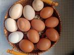 Bio eieren.      12 stuk 4€ kan ook leveren tot harelbeke, Dieren en Toebehoren, Ophalen