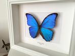 Véritable Papillon Morpho Didius naturalisé sous cadre blanc, Collections, Collections Animaux, Insecte, Animal empaillé, Enlèvement ou Envoi