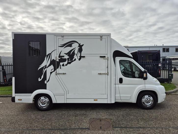 Camion à chevaux Fiat Ducato, Animaux & Accessoires, Chevaux & Poneys | Semi-remorques & Remorques, Comme neuf, Enlèvement