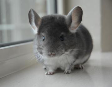 chinchilla Duits violet vrouwtje