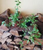 Echange ou vend lot de 2 plantes (kalanchoé et misère), Huis en Inrichting, Ophalen