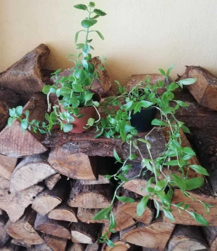 Echange ou vend lot de 2 plantes (kalanchoé et misère), Huis en Inrichting, Kamerplanten, Ophalen