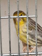 Geel agaat mozaïek koppel., Dieren en Toebehoren