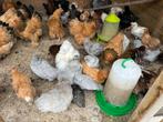 Zijdehoen, cochin kriel ameraucana marans