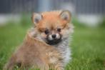 Pomeriaan pups mini keeshond pup / spitz puppy, Dieren en Toebehoren, Honden | Poolhonden, Keeshonden en Oertypen, CDV (hondenziekte)