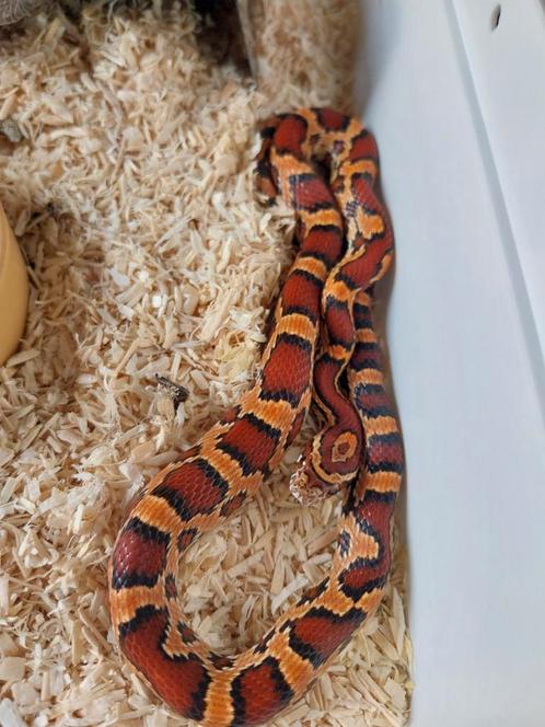 Nog enkele Okeetee's beschikbaar, Dieren en Toebehoren, Reptielen en Amfibieën, Slang, 0 tot 2 jaar