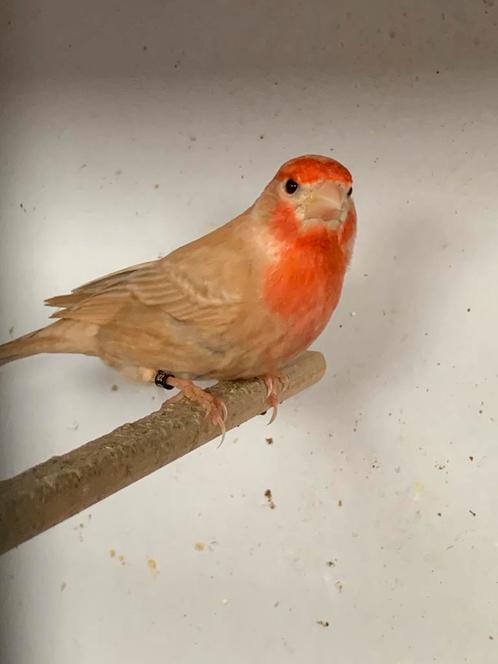 Pheao mexicaanse roodmus ek 2023, Dieren en Toebehoren, Vogels | Kanaries, Mannelijk
