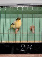 Gloster kanaries, Dieren en Toebehoren