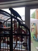 Blauw voorhoofd  amazone, Tickets en Kaartjes, Musea