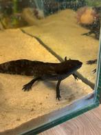 Axolotl, Dieren en Toebehoren, Vissen | Aquariumvissen