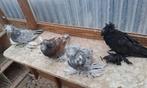 Boecharijse trommelduif, Dieren en Toebehoren, Vogels | Duiven