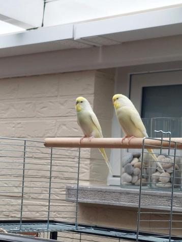 2 hand tamme gele parkietjes