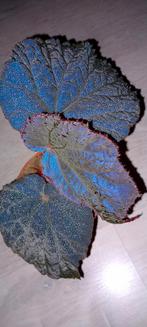 Begonia taconite, Ophalen