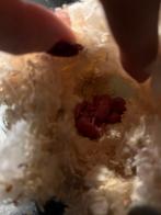 Nestje dwerghamsters, Dieren en Toebehoren, Hamster, Februari, Meerdere dieren, Tam