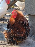 Bites pour bébés Cochin, Mâle, Poule ou poulet