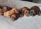 Schattige hypoallergene pups, België, Fokker | Hobbymatig, Overige rassen, CDV (hondenziekte)