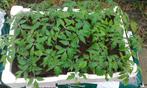 tomatenplanten pyros f1 bio, Ophalen, Groenteplanten, Eenjarig