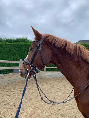 5 jarige merrie zoekt nieuwe thuis beschikbaar voor biedingen