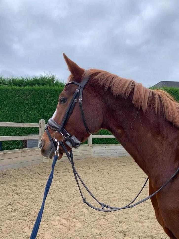 5 jarige merrie zoekt nieuwe thuis, Dieren en Toebehoren, Paarden, Merrie, Zadelmak, 160 tot 165 cm, 3 tot 6 jaar, Dressuurpaard