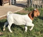 Prachtig boerbok lam, geen stamboom, Dieren en Toebehoren, Mannelijk, Geit, 0 tot 2 jaar