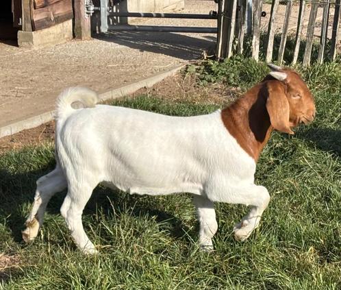 Prachtig boerbok lam, geen stamboom, Dieren en Toebehoren, Schapen, Geiten en Varkens, Geit, Mannelijk, 0 tot 2 jaar