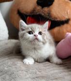 Brits Korthaar kittens met Stamboom, Meerdere dieren, Gechipt, 0 tot 2 jaar