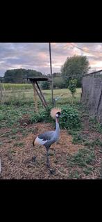 Grijze kroonkraanvogel kweek  vrouwe, Dieren en Toebehoren, Pluimvee