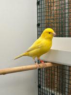 Gele grote kanaries