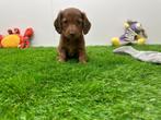 Nestje Dwergteckel pups, België, CDV (hondenziekte), 8 tot 15 weken, Teef