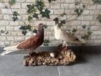 Opgezette duiven, Dieren en Toebehoren, Meerdere dieren