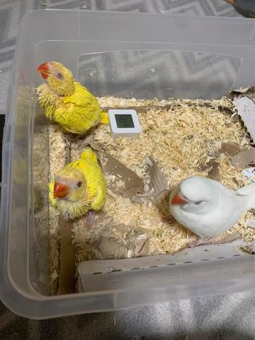 2 lutino halsbandparkiet kuikens  beschikbaar voor biedingen