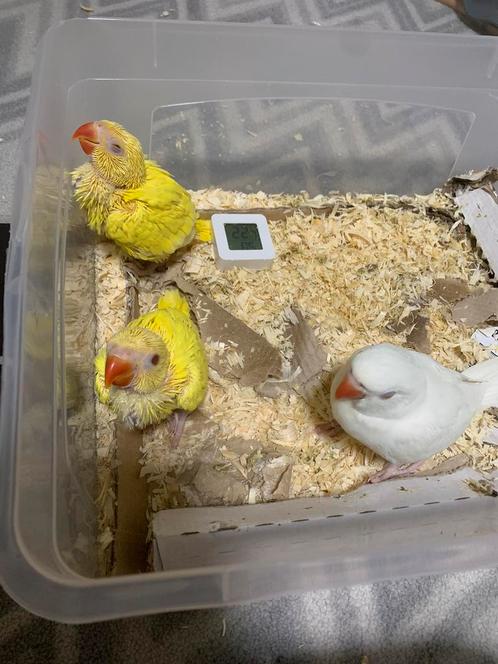 2 lutino halsbandparkiet kuikens, Dieren en Toebehoren, Vogels | Parkieten en Papegaaien, Parkiet, Geslacht onbekend, Tam, Geringd