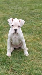 Boxer puppy, Dieren en Toebehoren, België, Fokker | Hobbymatig, Overige rassen, 8 tot 15 weken