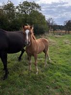 Merrieveulen, Dieren en Toebehoren, Merrie, Niet van toepassing, 0 tot 2 jaar, Ontwormd
