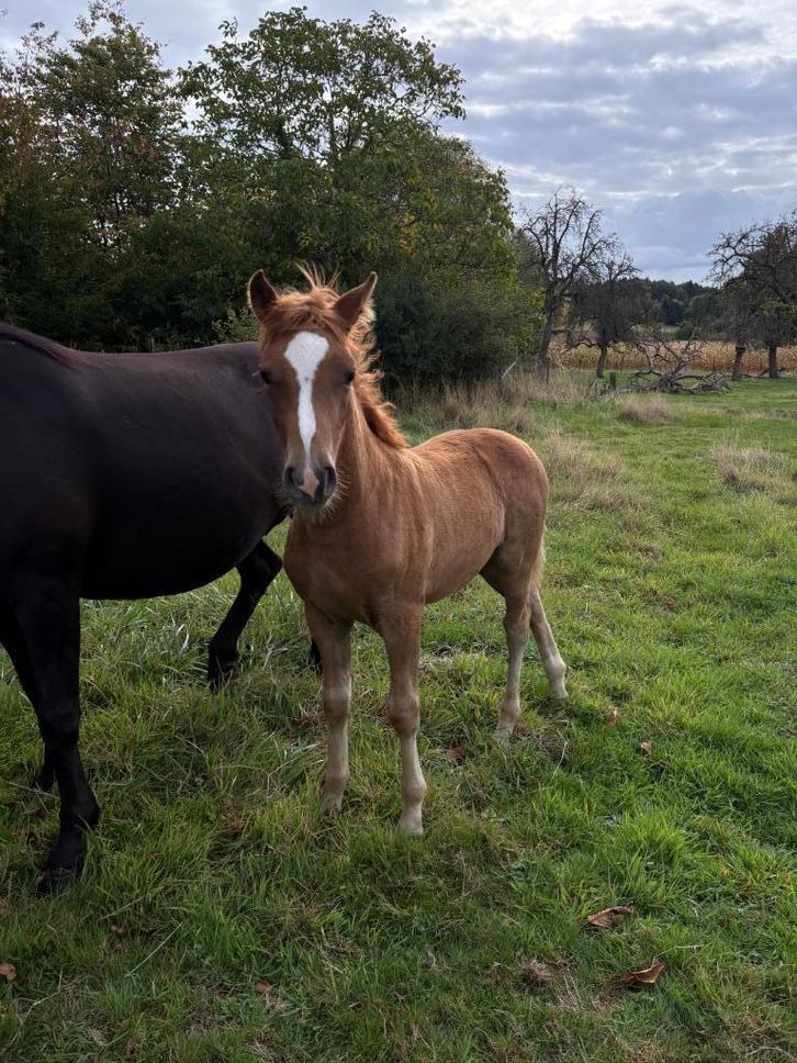 Merrieveulen, Dieren en Toebehoren, Pony's, Merrie, Niet van toepassing, D pony (1.37m tot 1.48m), 0 tot 2 jaar, Ontwormd, Ingeënt