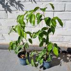 Nog 1 over: Ficus benjamina / treurvijg / waringin, 40 cm, Maison & Meubles, Plantes d'intérieur, Ficus, Enlèvement ou Envoi, Moins de 100 cm