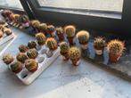 Lot de cactus 40 pcs, Enlèvement, Neuf