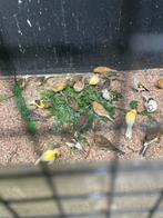 Jonge kanaries, Dieren en Toebehoren