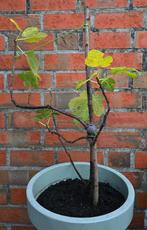Vijgenboom Ficus Carica, Ophalen, Minder dan 100 cm, Volle zon, In pot