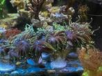 Dragon soul torches, Dieren en Toebehoren, Vissen | Aquariumvissen