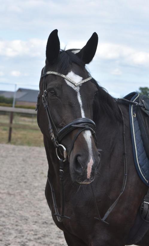 Brave, , correcte, ervaren leermeester- dame, Dieren en Toebehoren, Paarden, Merrie, L, 165 tot 170 cm, 11 jaar of ouder, Springpaard