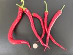 Sweet Cayenne zoete paprika - 5 zaden, Verzenden, Voorjaar, Zaad
